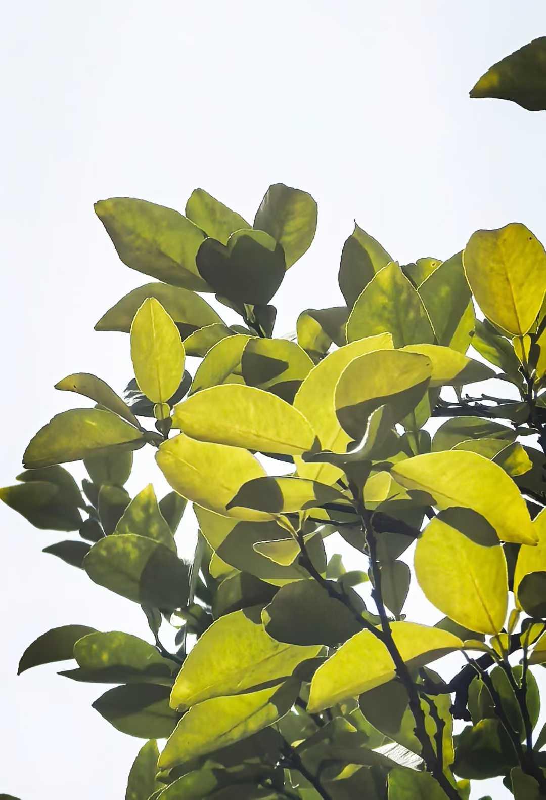 每一次的不放手，都是在给未来的自己，种一整个春天。