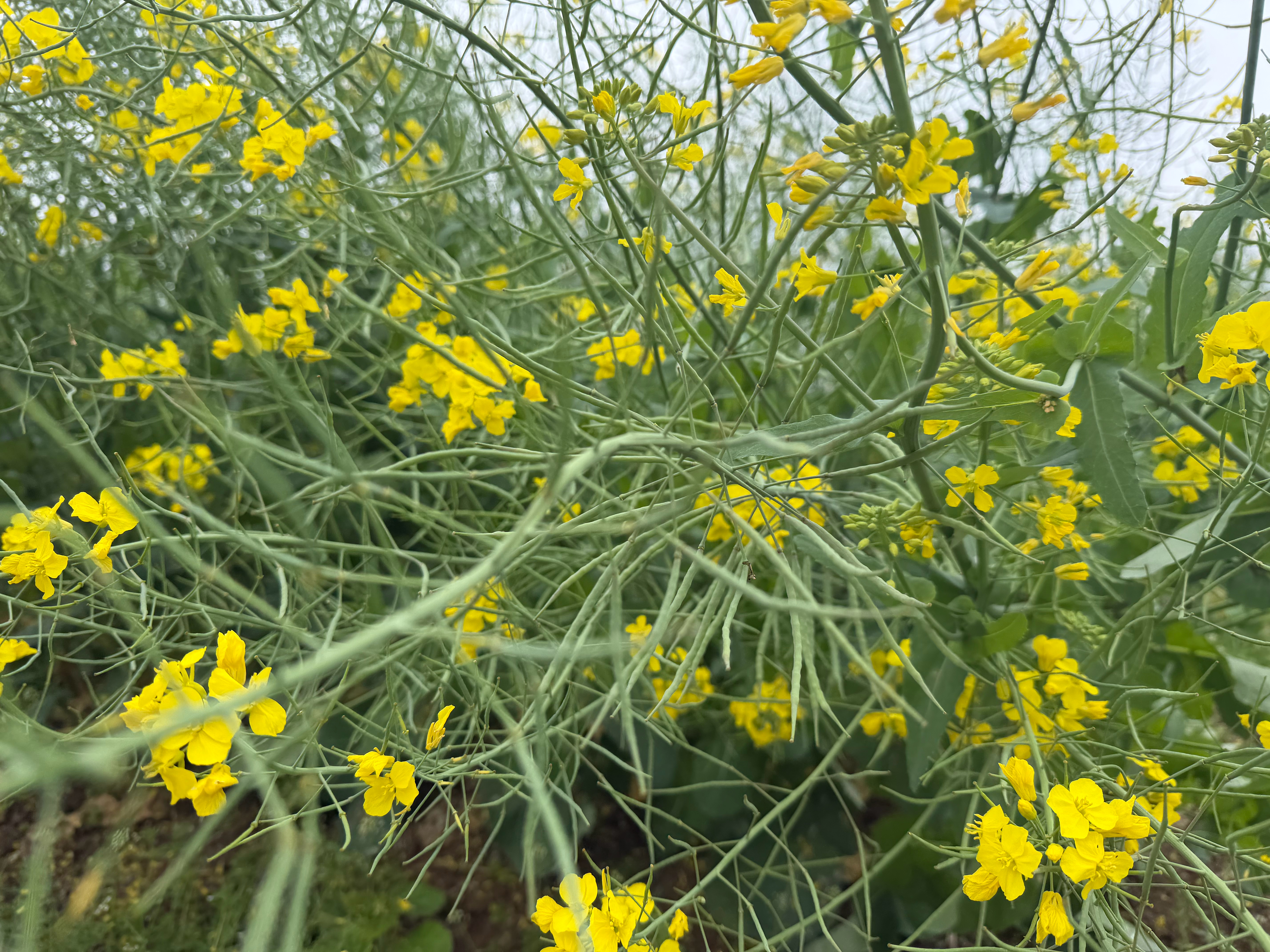 眼中田园，菜花深春。