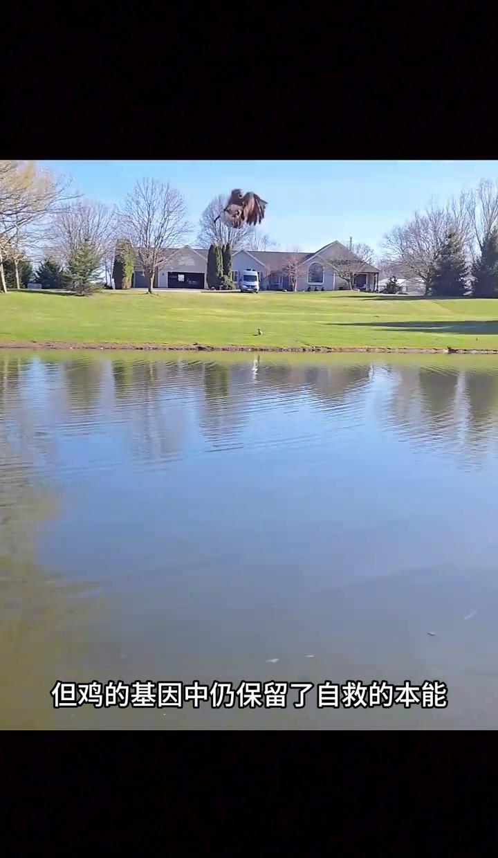别再嘲笑“落汤鸡”飞不起来了！
最新爆料直接颠覆三观：你家餐桌上的鸡，急了真能飞