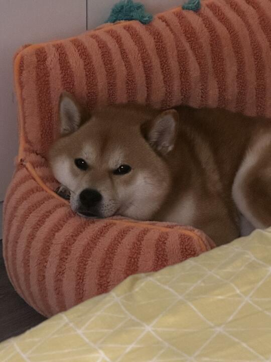 人！你怎么还不睡！