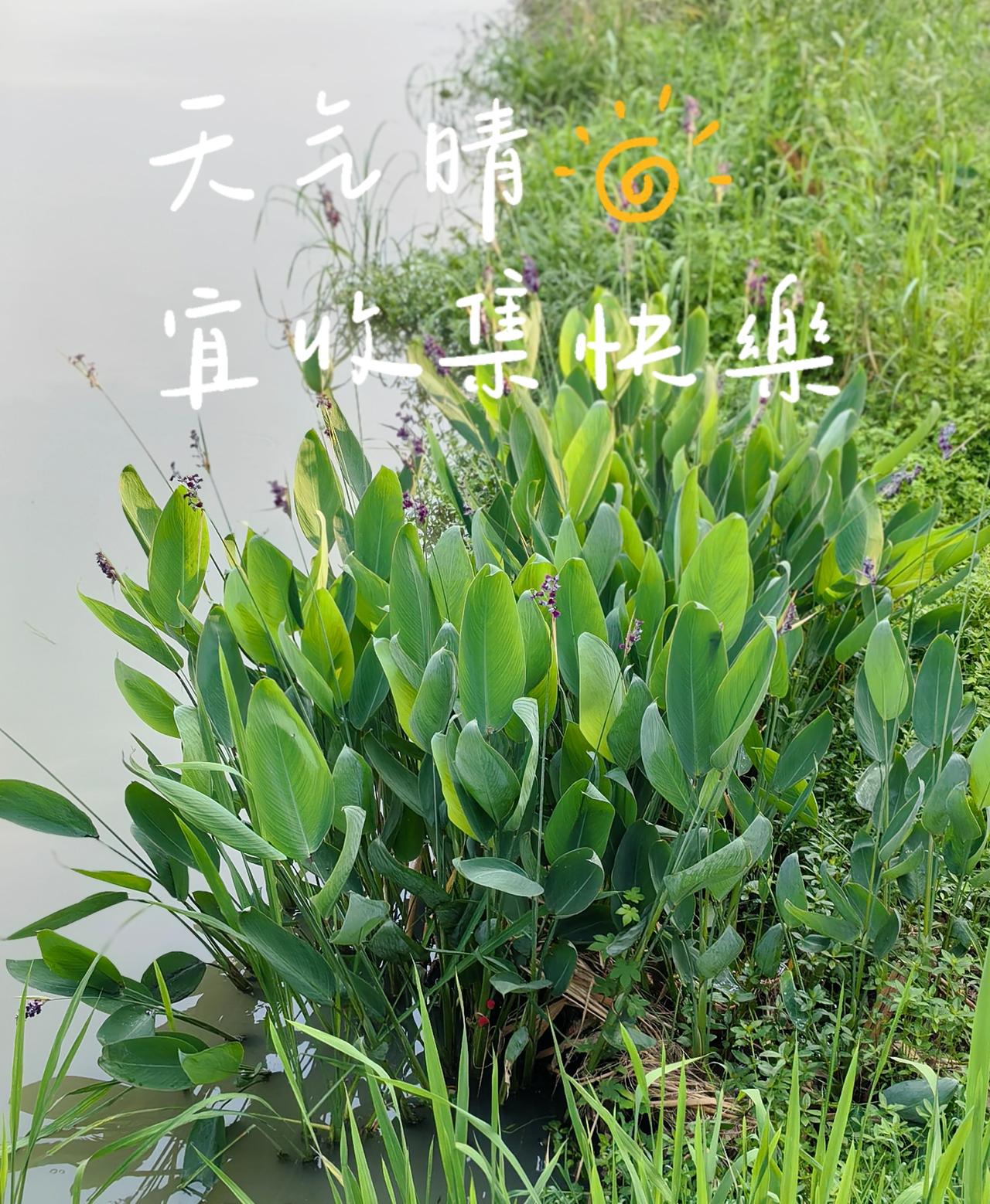 如果爱看得见，

那便是一种花，

任何花。