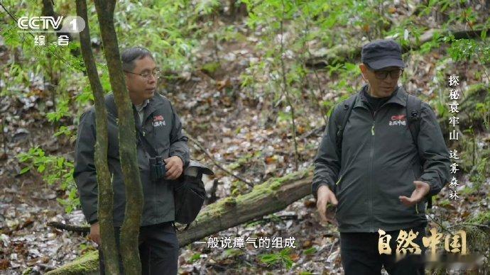 武侠小说的瘴气竟真实存在 瘴气成分被测出来了 云南哀牢山，机器狗监测仪尖叫！甲烷