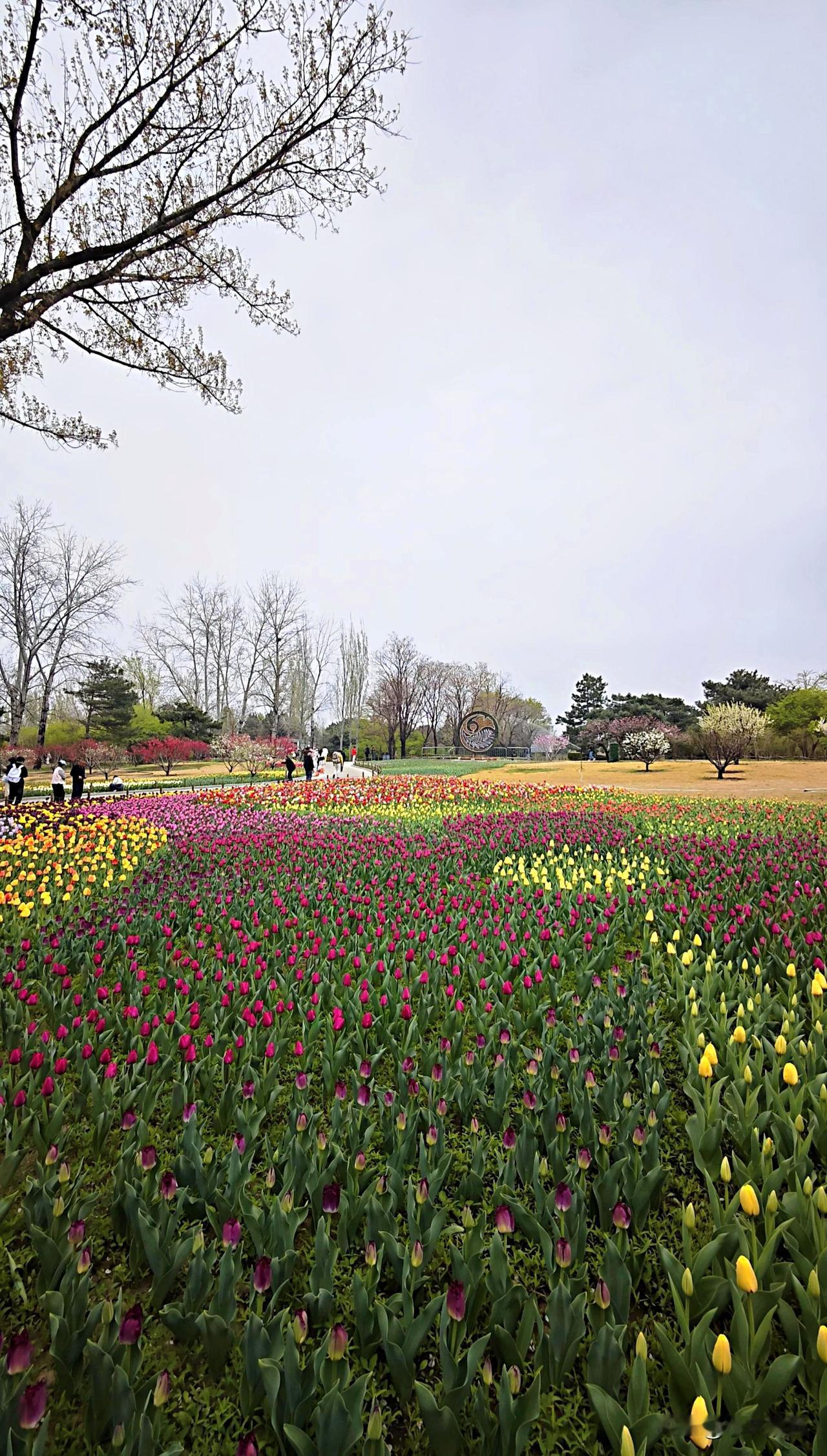 现在是四月，北京春天最好的季节，人间四月天。给大家推荐一个这个季节我最爱的家乡景