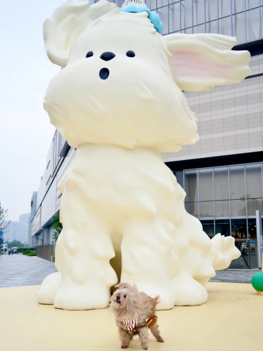 人！泥嚎‼️ 快来rua合肥巨型潦草小狗哇🐾