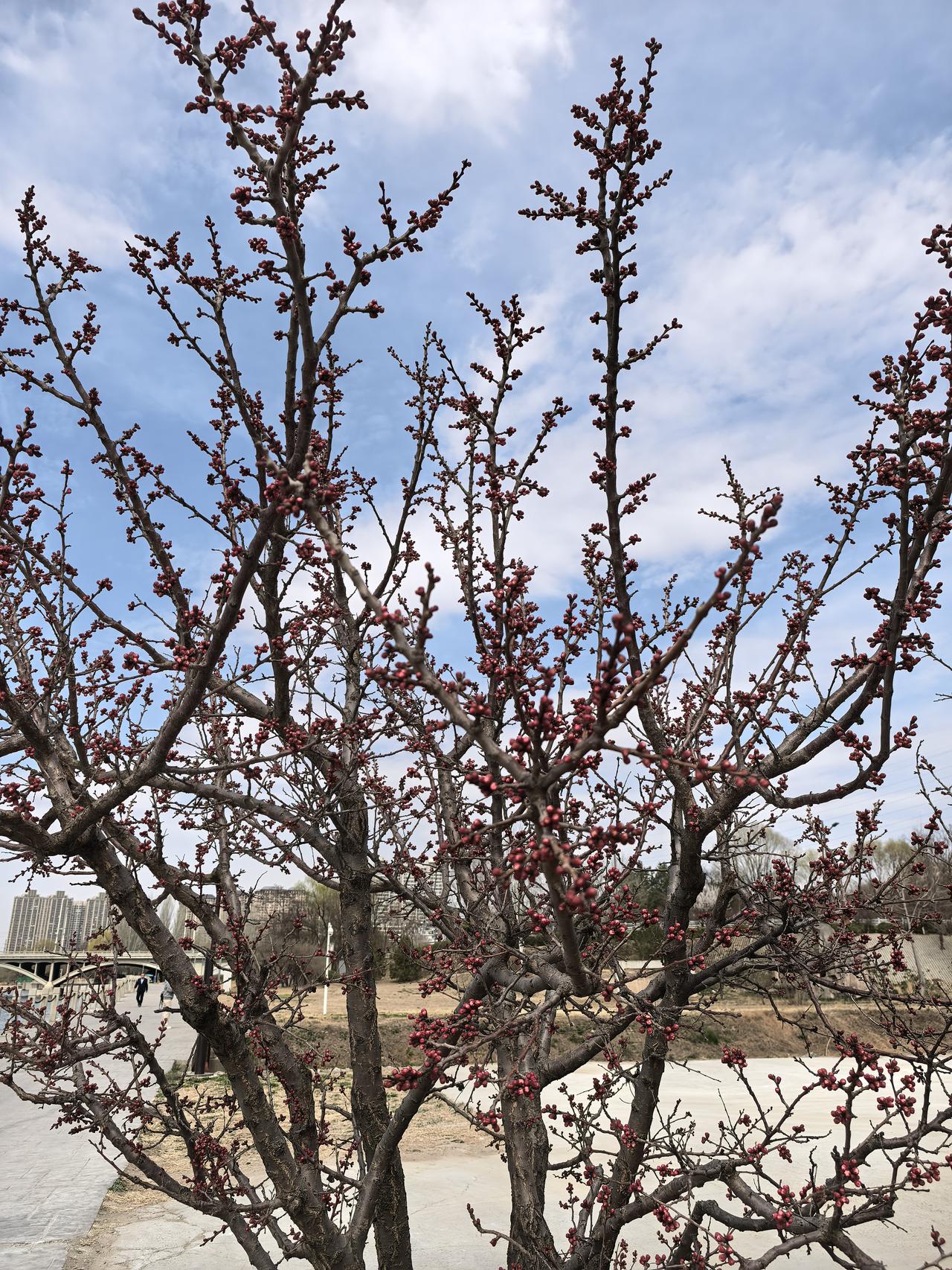 春风拂过，花开满园。粉的桃花、白的梨花、黄的迎春，在阳光下绽放着最美的笑容。
蜜