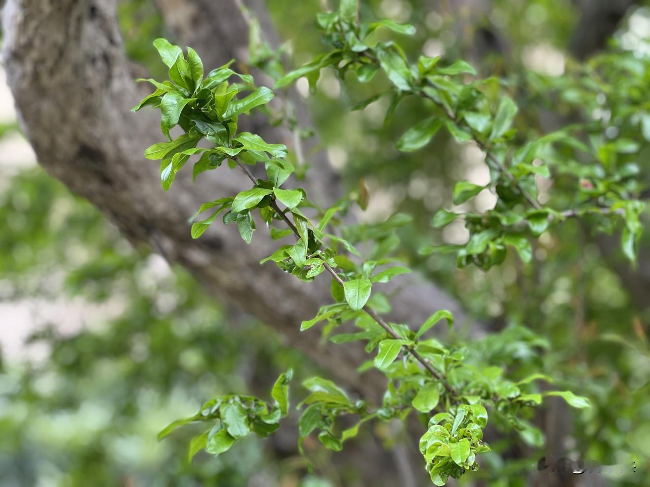 春风里走着，一路都是高大的乌桕树，新叶嫩黄，看着就精神。老耿家院里那棵百年石榴树