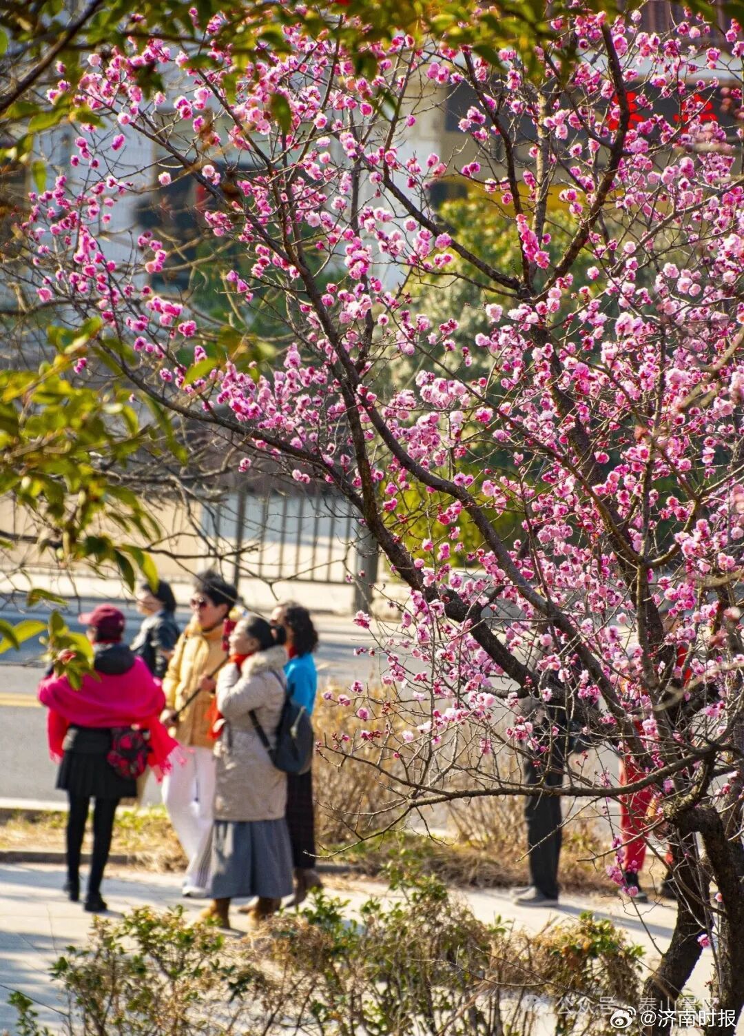 【#泰山承包了一整个春天的浪漫#】春草初生，春林初盛，春风拂过泰山千峰，便唤醒了