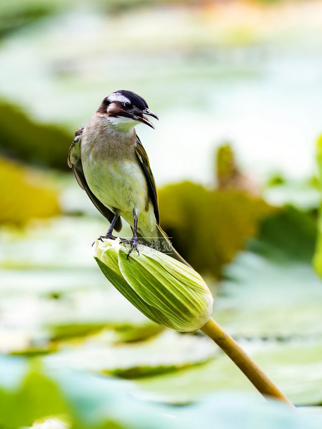 菜鸟