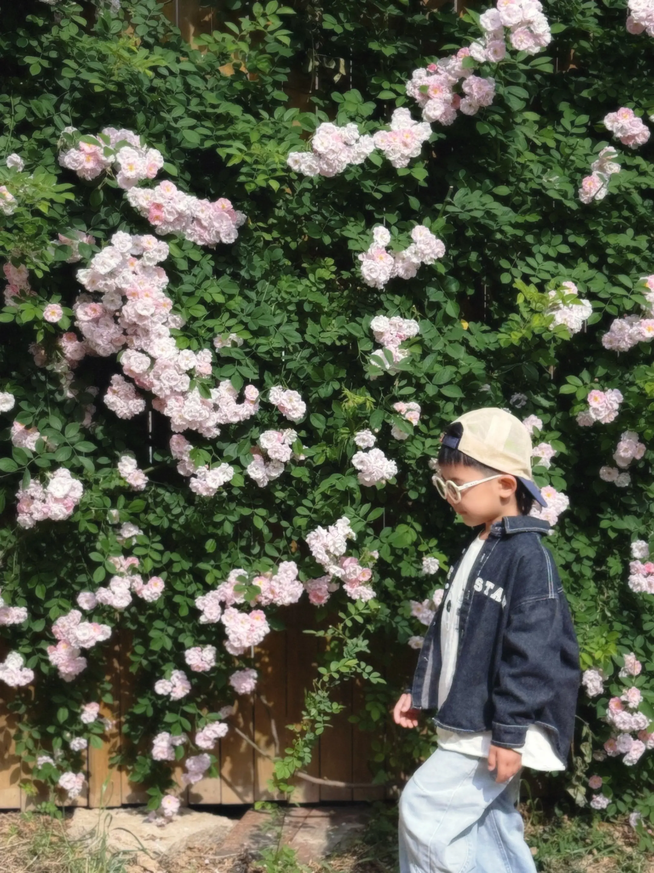 学校的蔷薇花开了