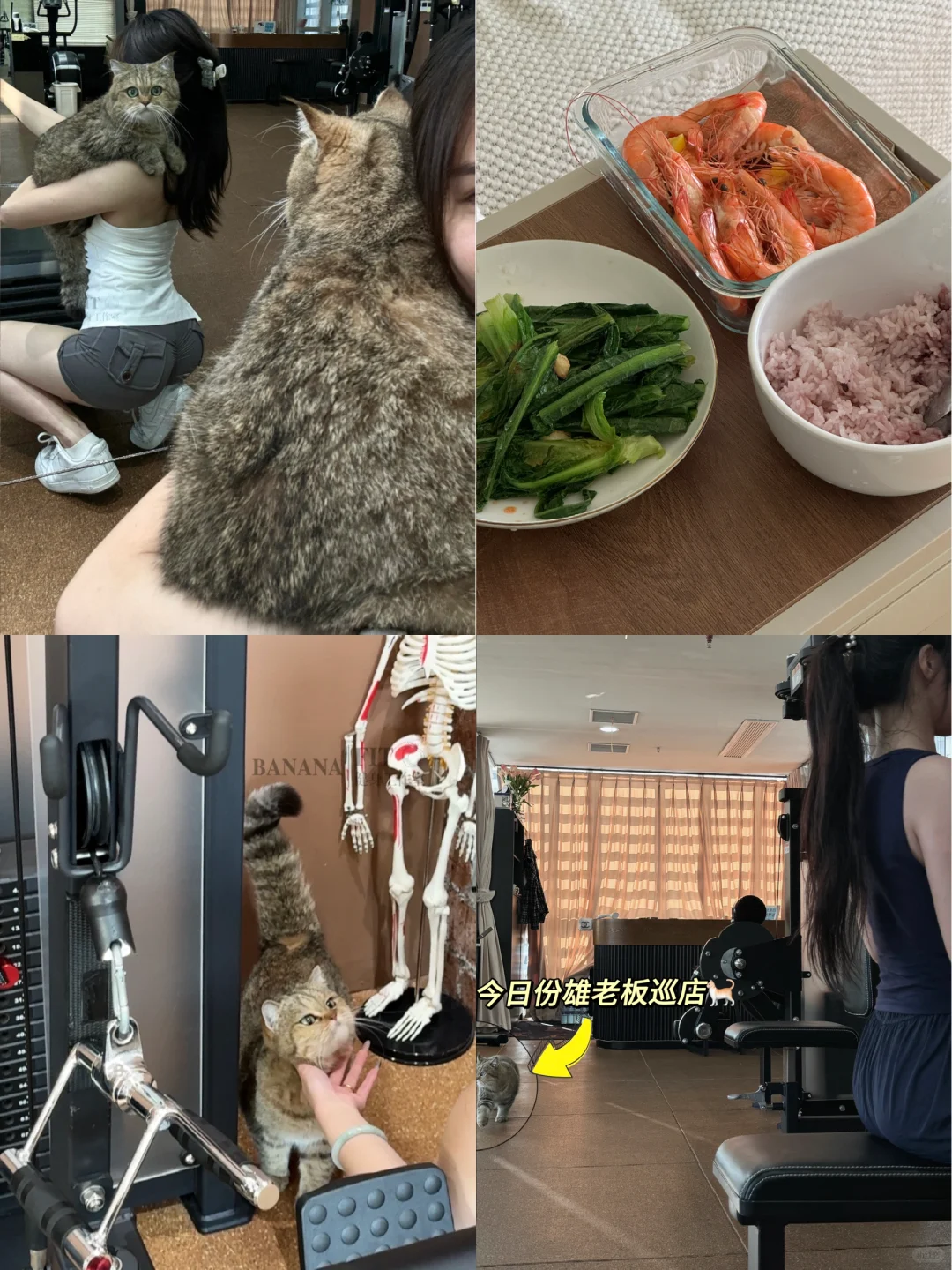 后来再也没有害怕过孤独🐈享受独处小猫缝补