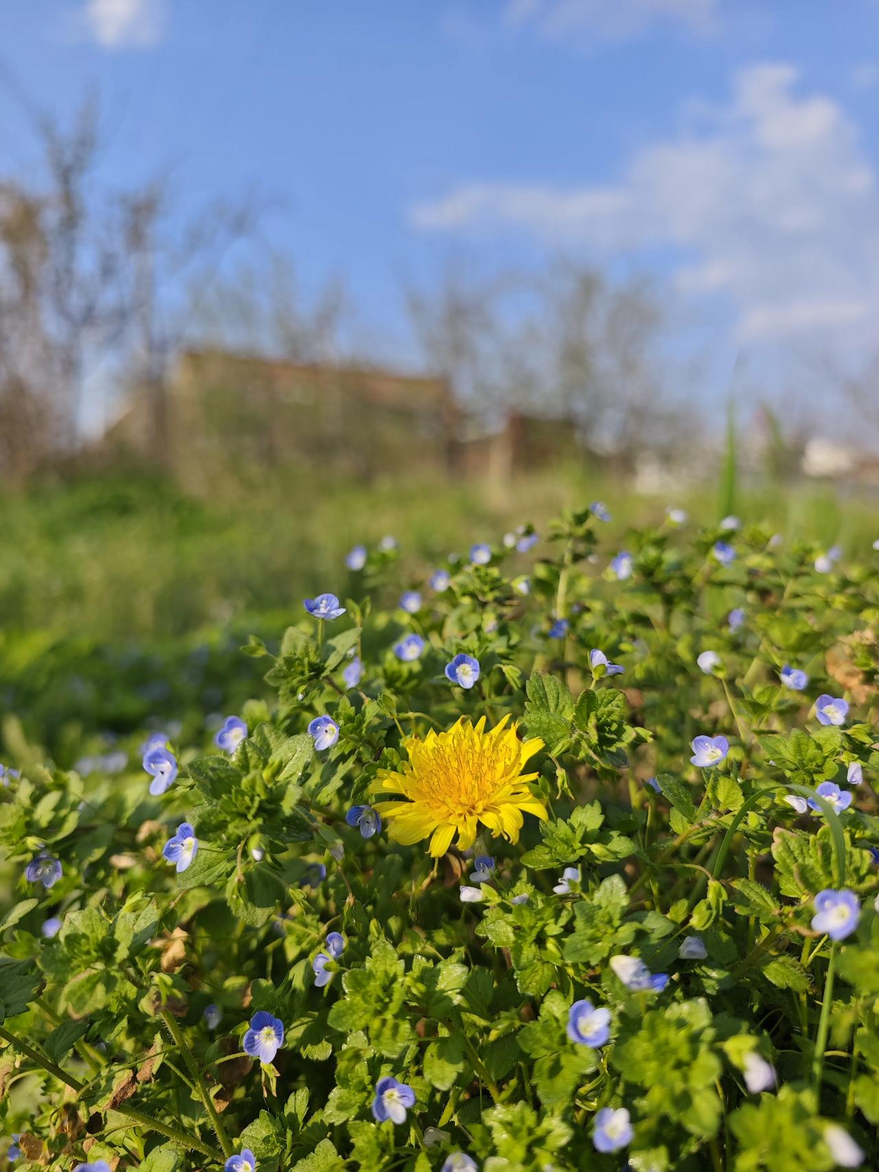 路边的小野花，看似不起眼，实则各有故事。就说阿拉伯婆婆纳，前几天在老家看到它一开