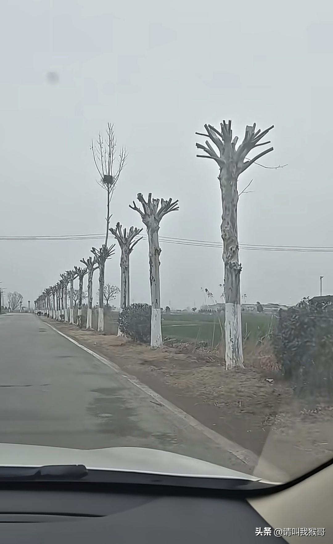 开车路过，为这个城市的绿化工作者点赞