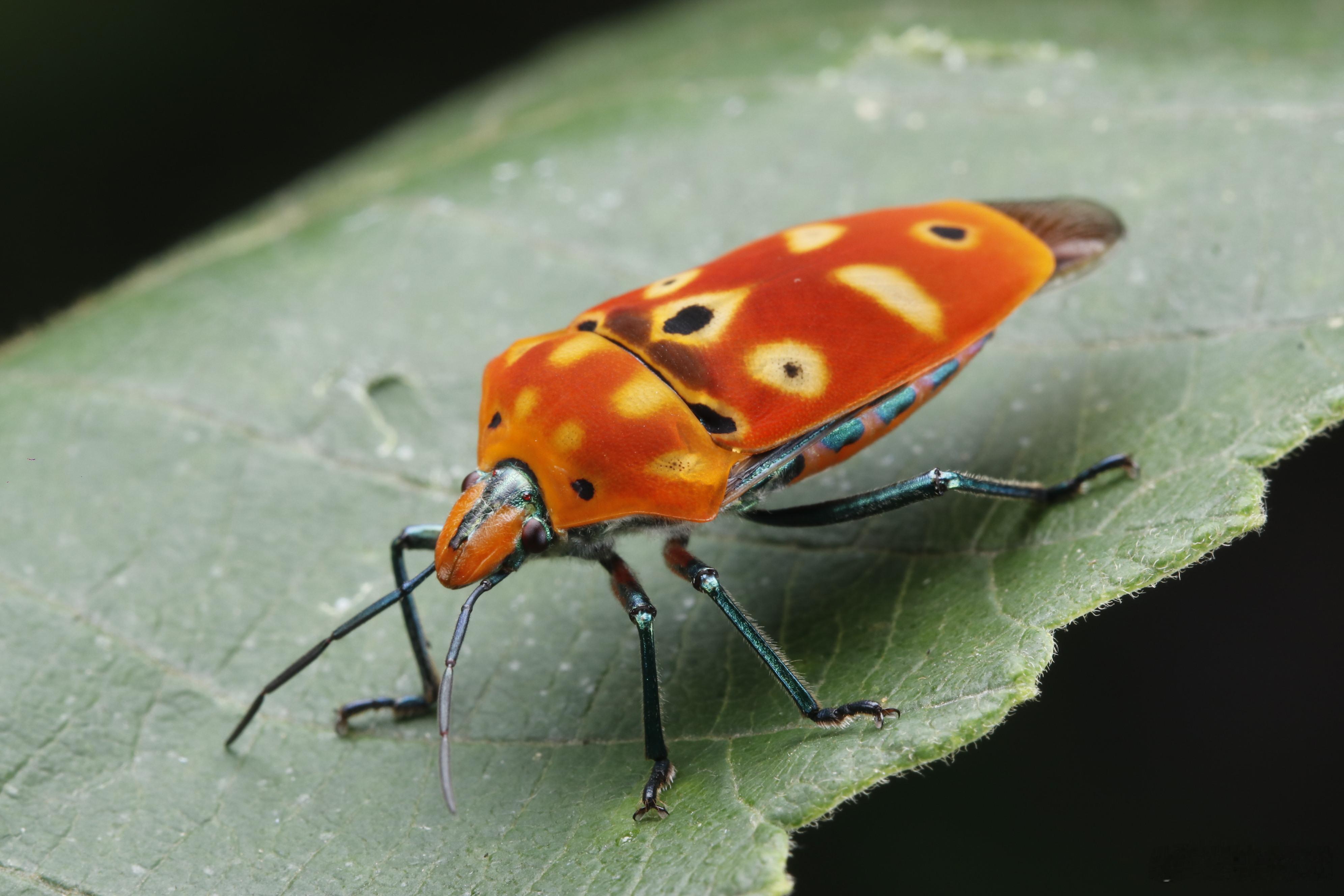 Cantao ocellatus (Thunberg, 1784) 角盾蝽每次看