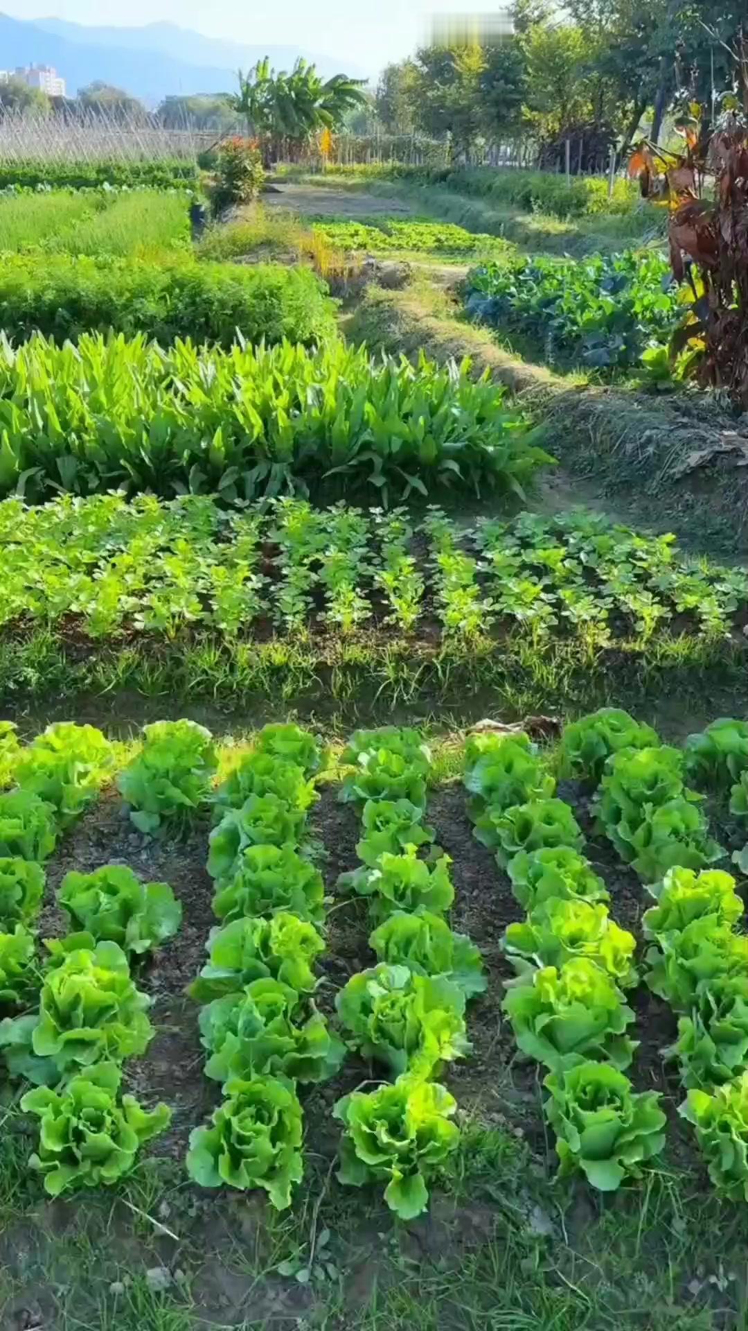 二月四日种豆角，二月十九日种生菜，三月五日种辣椒，三月二十日种南瓜，四月四日种黄