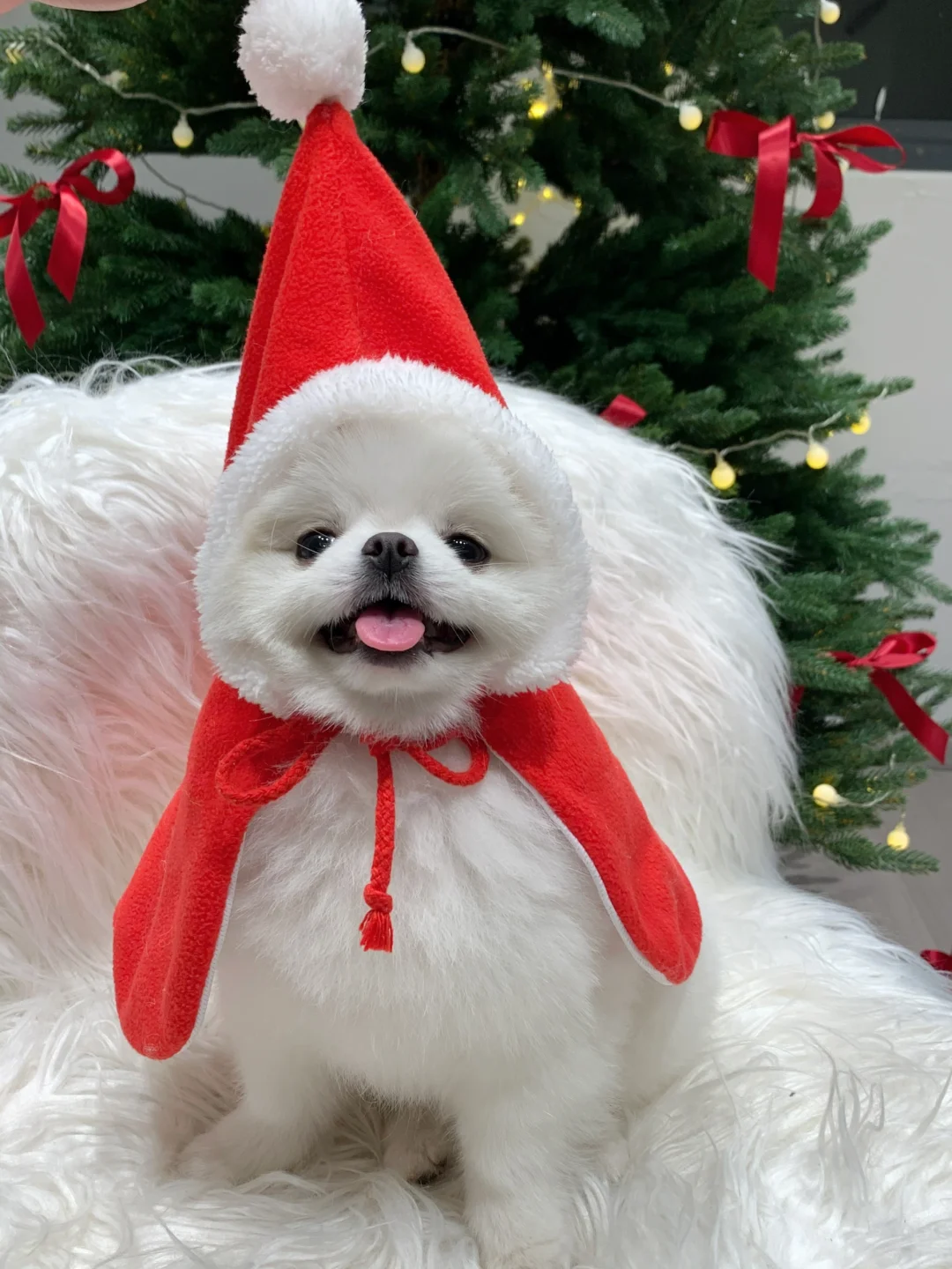 小狗圣诞预制照🎄