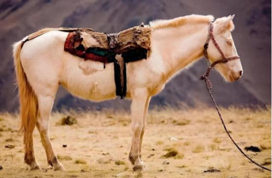 马为啥要站着睡觉不躺下，它不累吗？一个牧民表示，马儿不是不想躺在地上睡，而是不敢