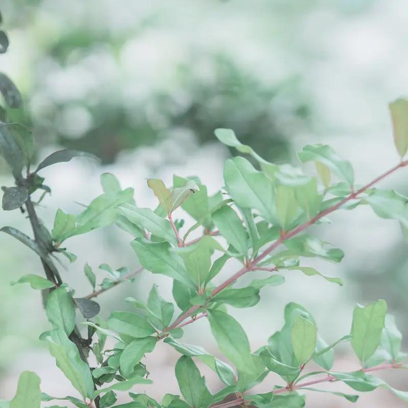 洒脱咖啡0Zz的这首《初夏⑤》，真真将初夏韵味写到了极致！“碧纱窗下弄丝弦”，仿