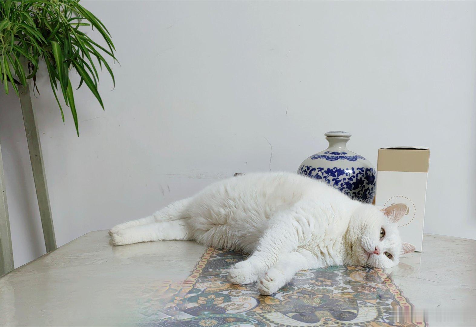 一只小妖精失去了梦想 