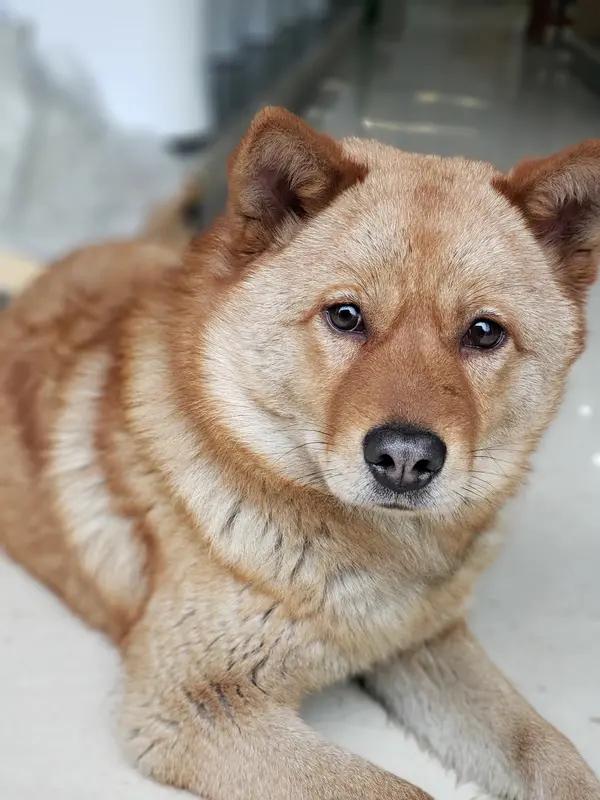 我超同意狗是有灵性的动物。之前我心情低落时，我家狗狗就一直安静地靠在我身边，用脑