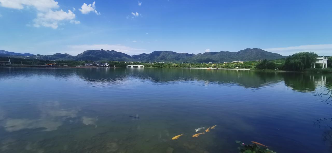 龙泉湖湿地公园的夏天好美。蓝天白云，湖光山色，山峦起伏，几条大号锦鲤在岸边游动。
