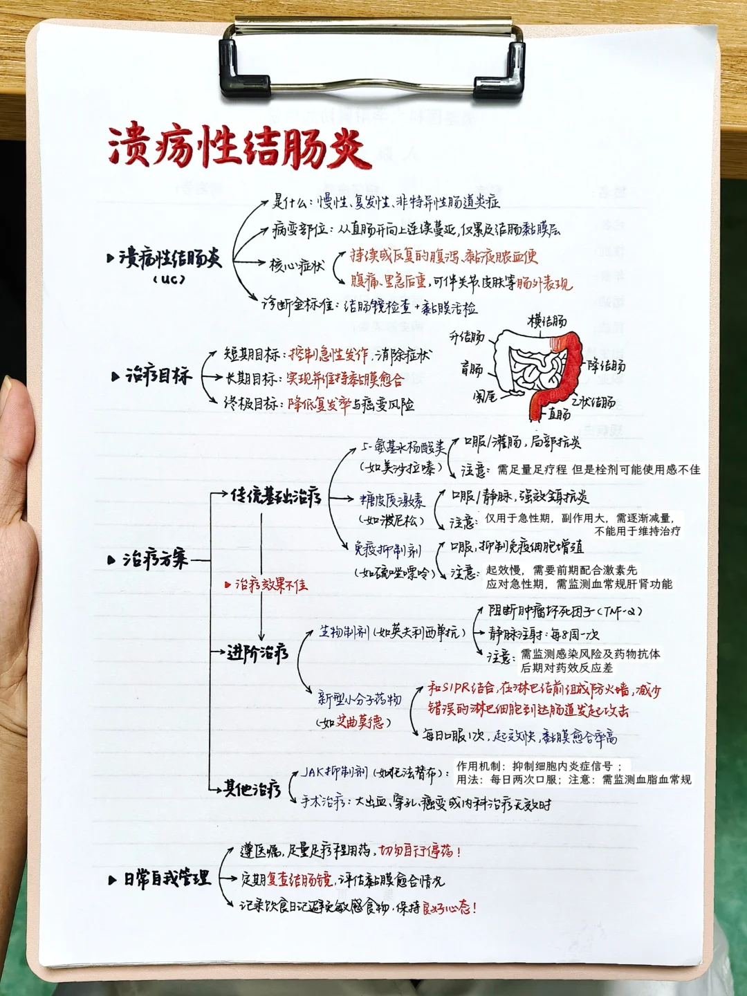 医学生｜学习笔记📖溃疡性结肠炎（UC）