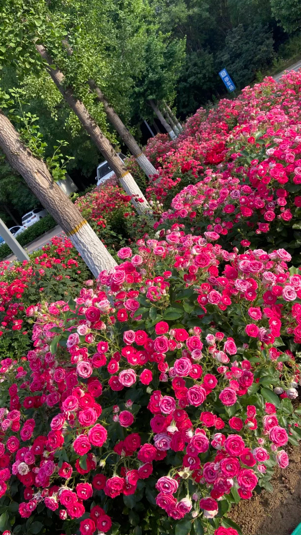 这个季节也有超漂亮的花花我可能是老了 我咋这么喜欢花
