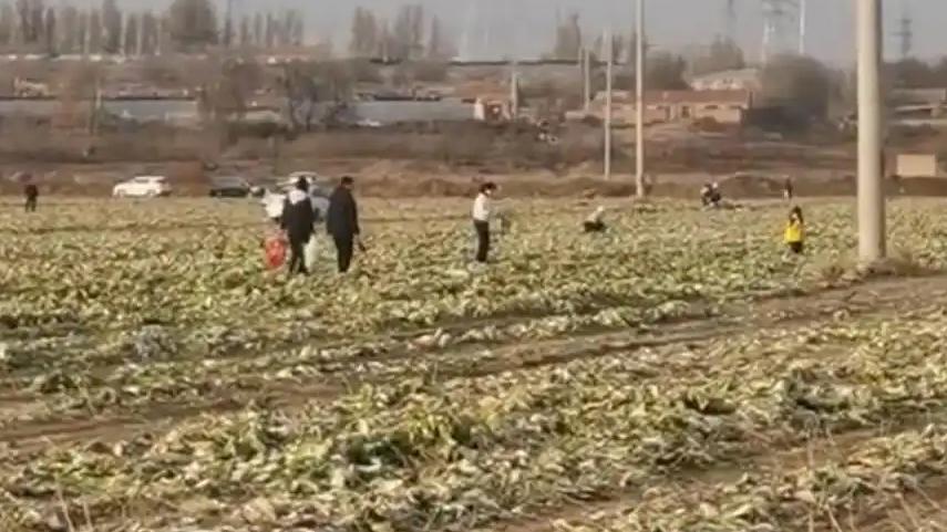 一条“白菜免费”的视频在网络上广泛传播，吸引大量人群前往赤峰市赤峰市的菜地采摘。