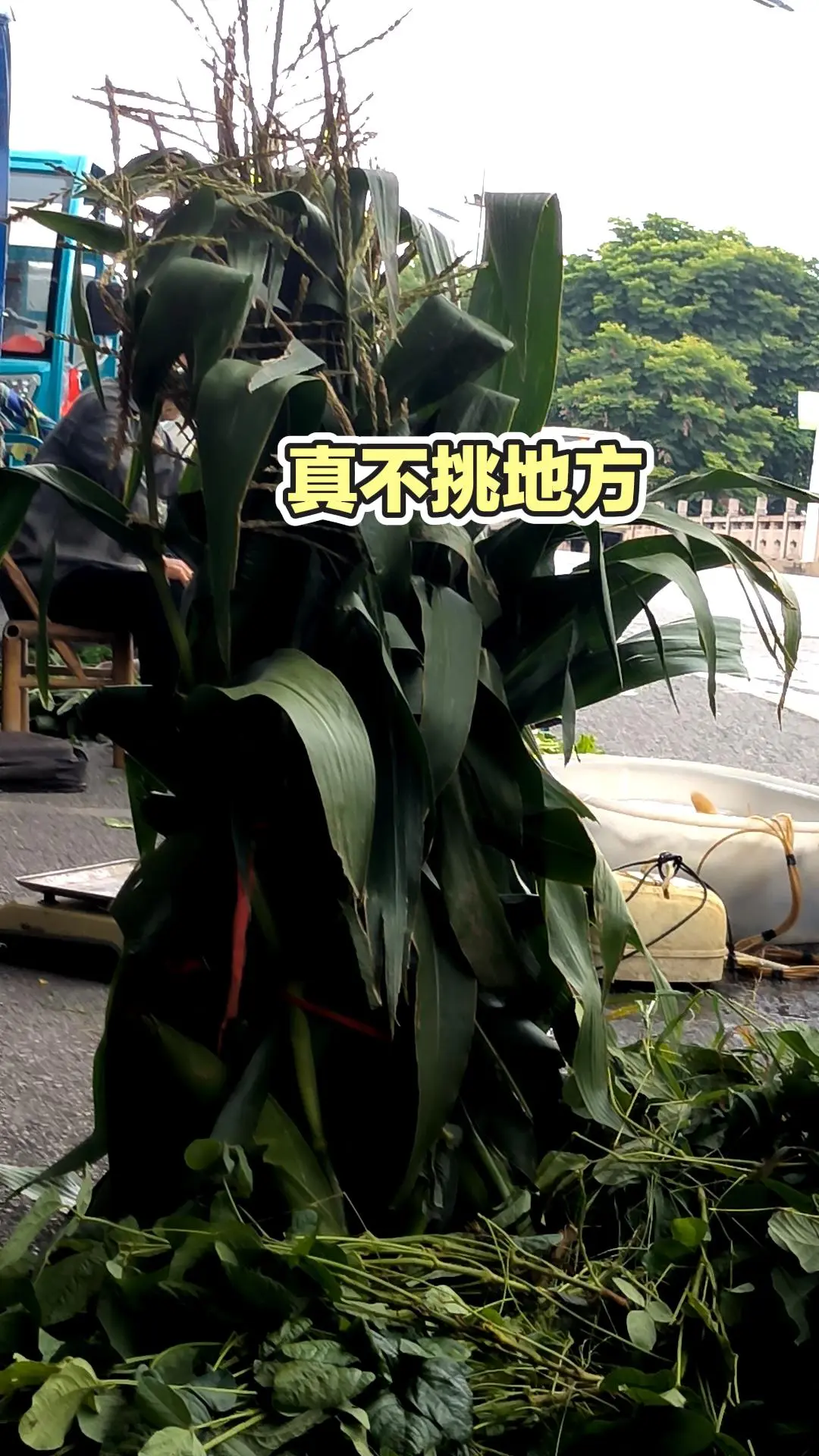 每日分享