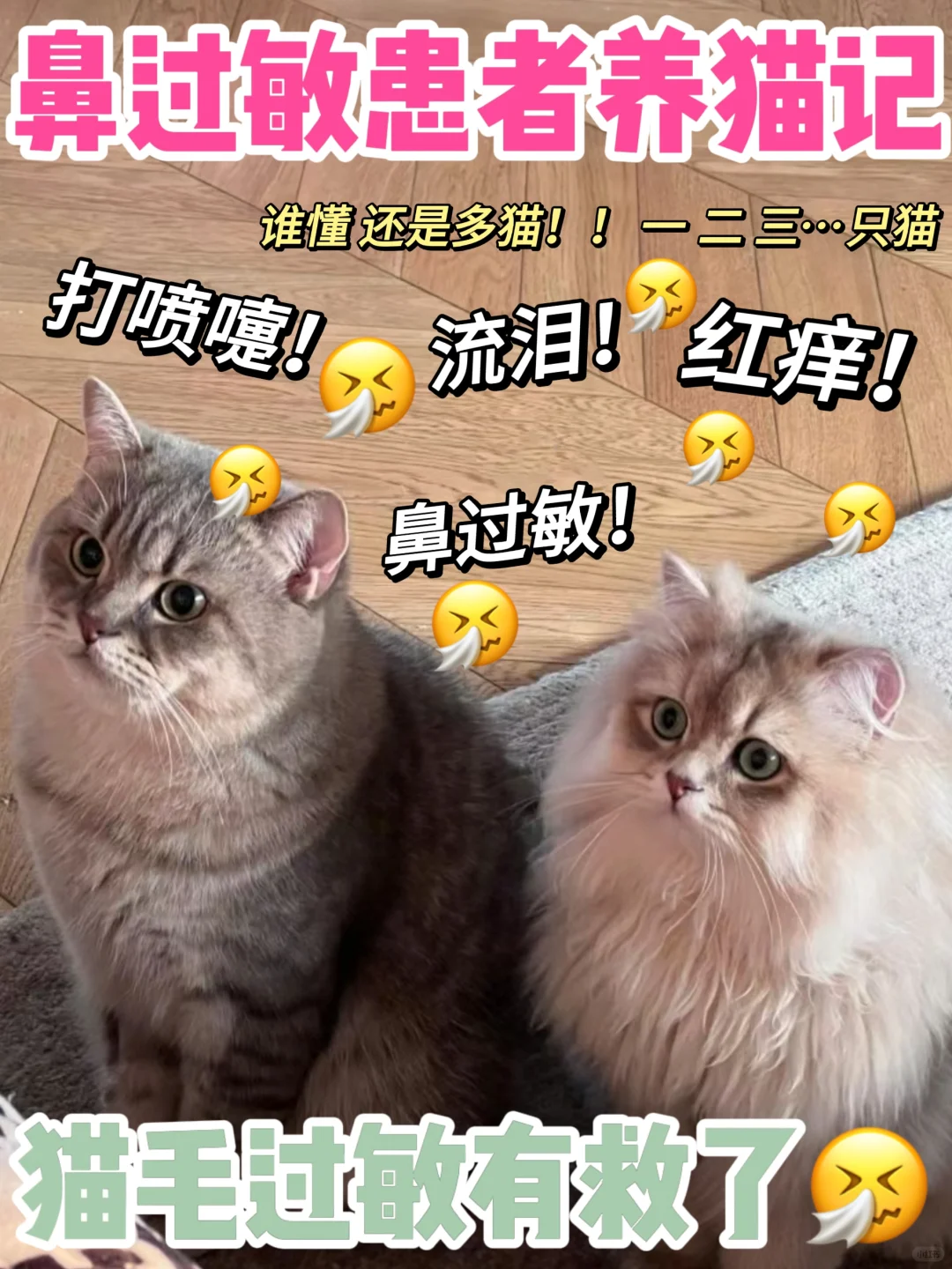 鼻过敏铲屎官|养猫过敏大公开！必码！