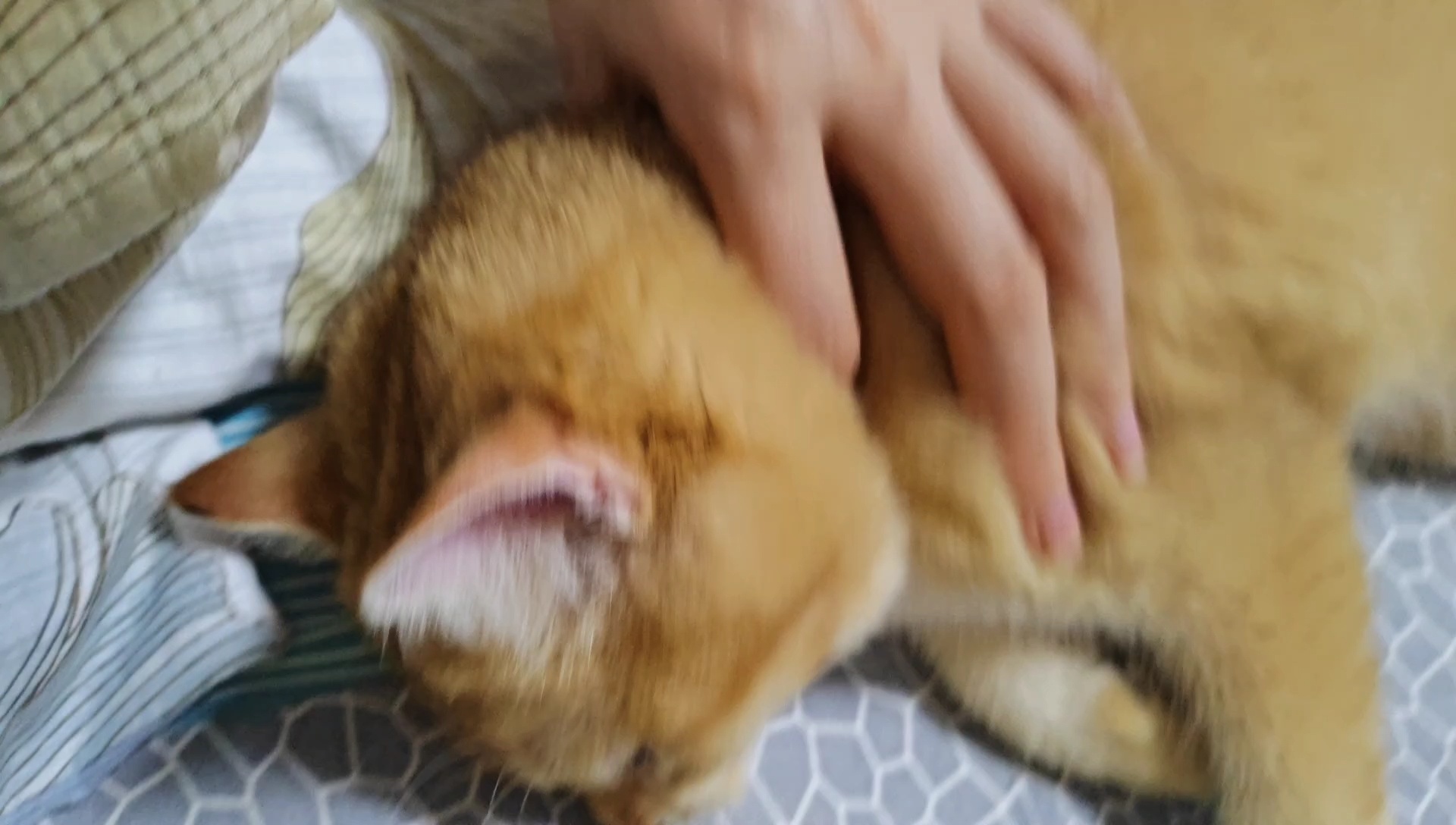 睡觉也要来凑热闹的元宝 