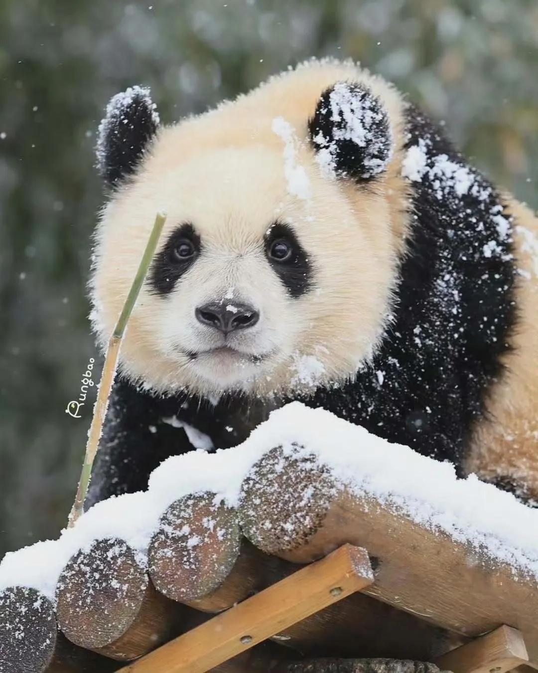 雪花妆的辉宝，美出了新高度！[比心][比心]
像紫荆城的公主一样！高贵灵动！[送