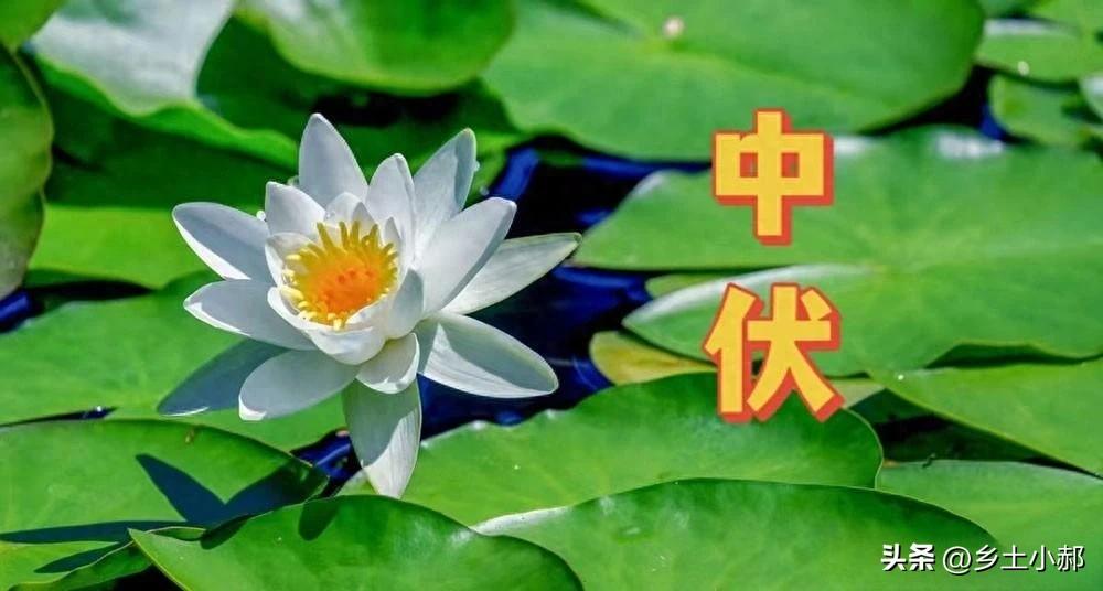 明天就7月25日，中伏正式开场，今年三伏一共40天，中伏独占20天。

最难受的