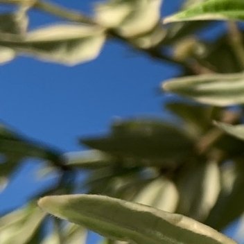 0000球兰种植方法：1．选择合适的花盆：球兰根系长满花盆后才会开花，因此选择较