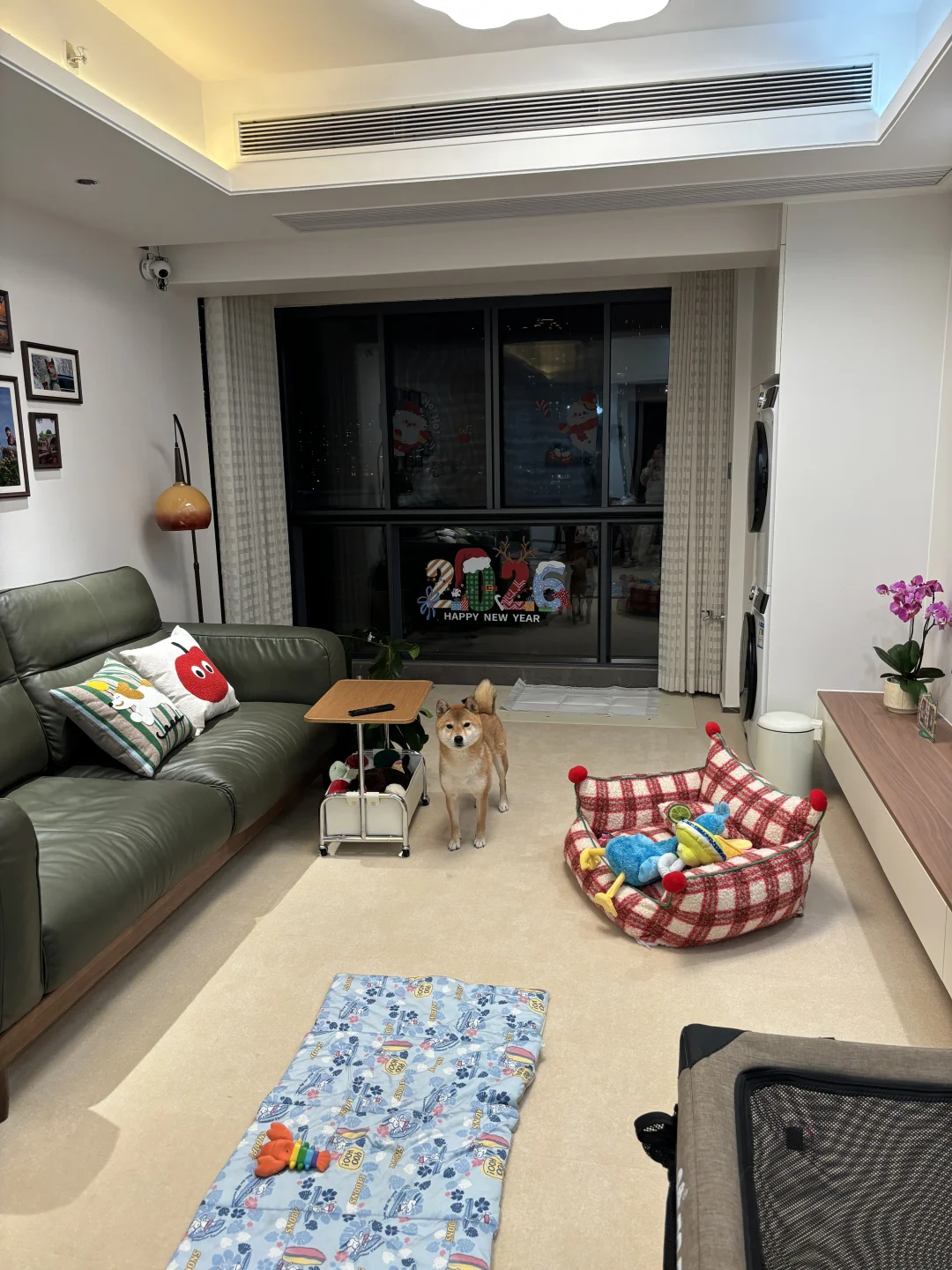 适宠化设计2️⃣｜小狗的活动空间