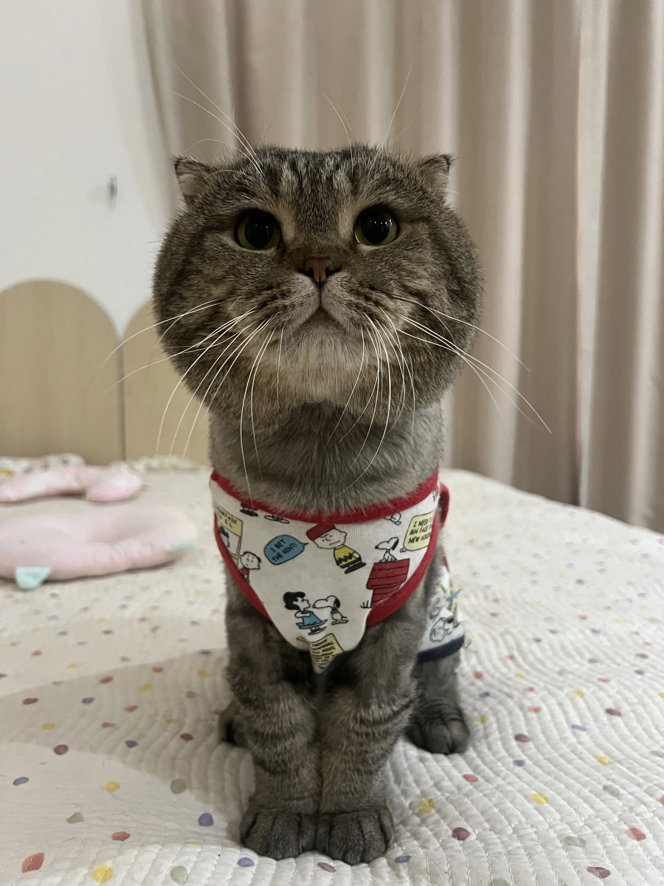 就这么萌萌的顶着两个妙脆角。还是个溜肩小猫