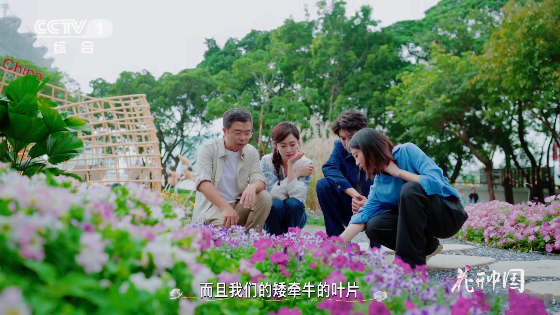 矮牵牛和牵牛花不是亲戚这种花竟和茄子是一家  总算搞懂这俩花的关系啦！矮牵牛≠牵