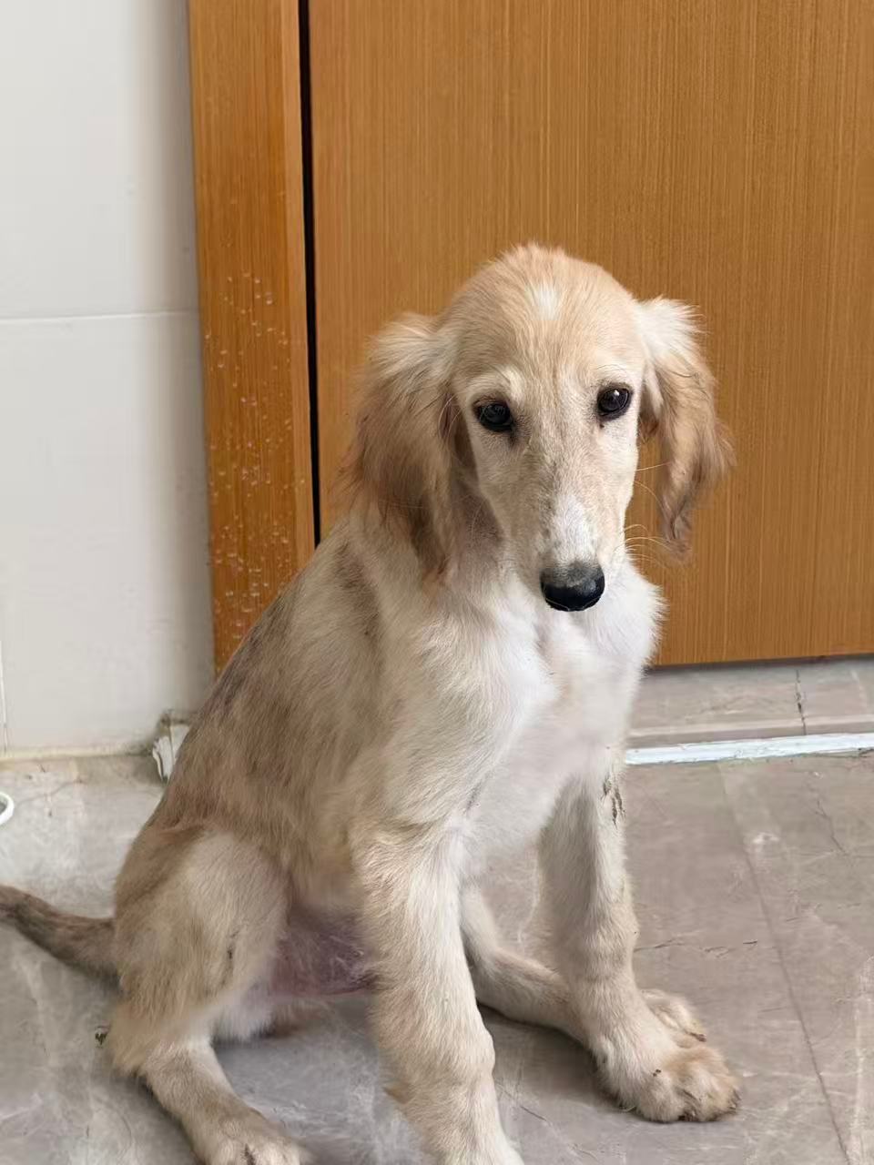又给小狗取上名字了哈哈：斑比 🦌小鹿斑比 小家伙 要健康快乐地成长 ​​​