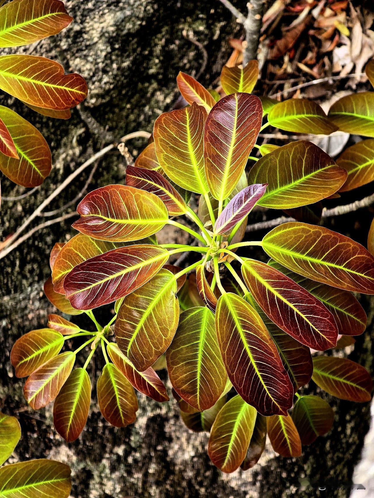 东风送暖入山野，变叶舒芽意自殊。
嫩蕊凝光珠欲滴，新枝承露玉相濡。
浅深翠色随春