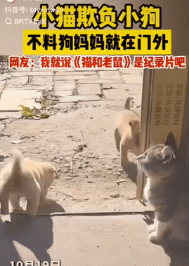 辽宁，小猫欺负小狗，不料狗妈妈就在门外，狗妈妈出现的那一刻，小猫先是一愣，随后吓