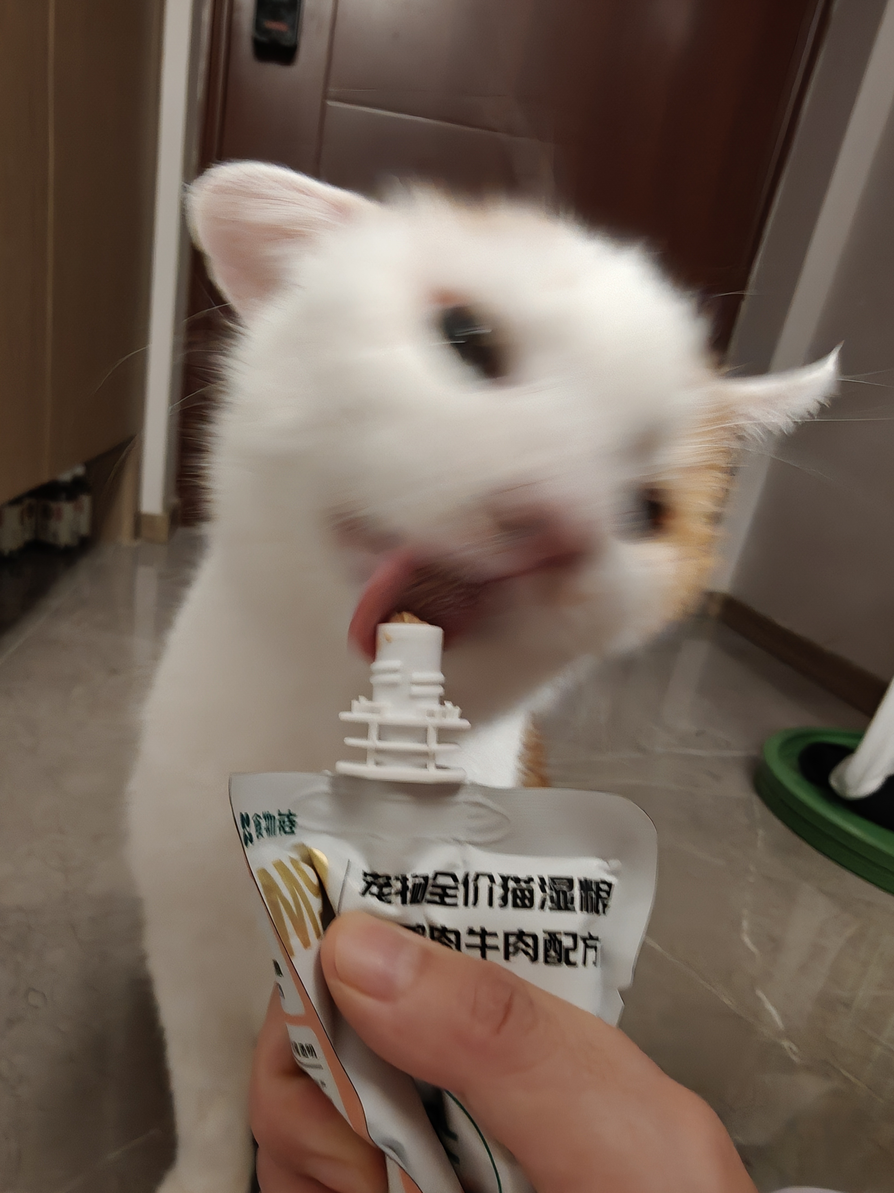 胖锤也太可爱了吧 我的天 