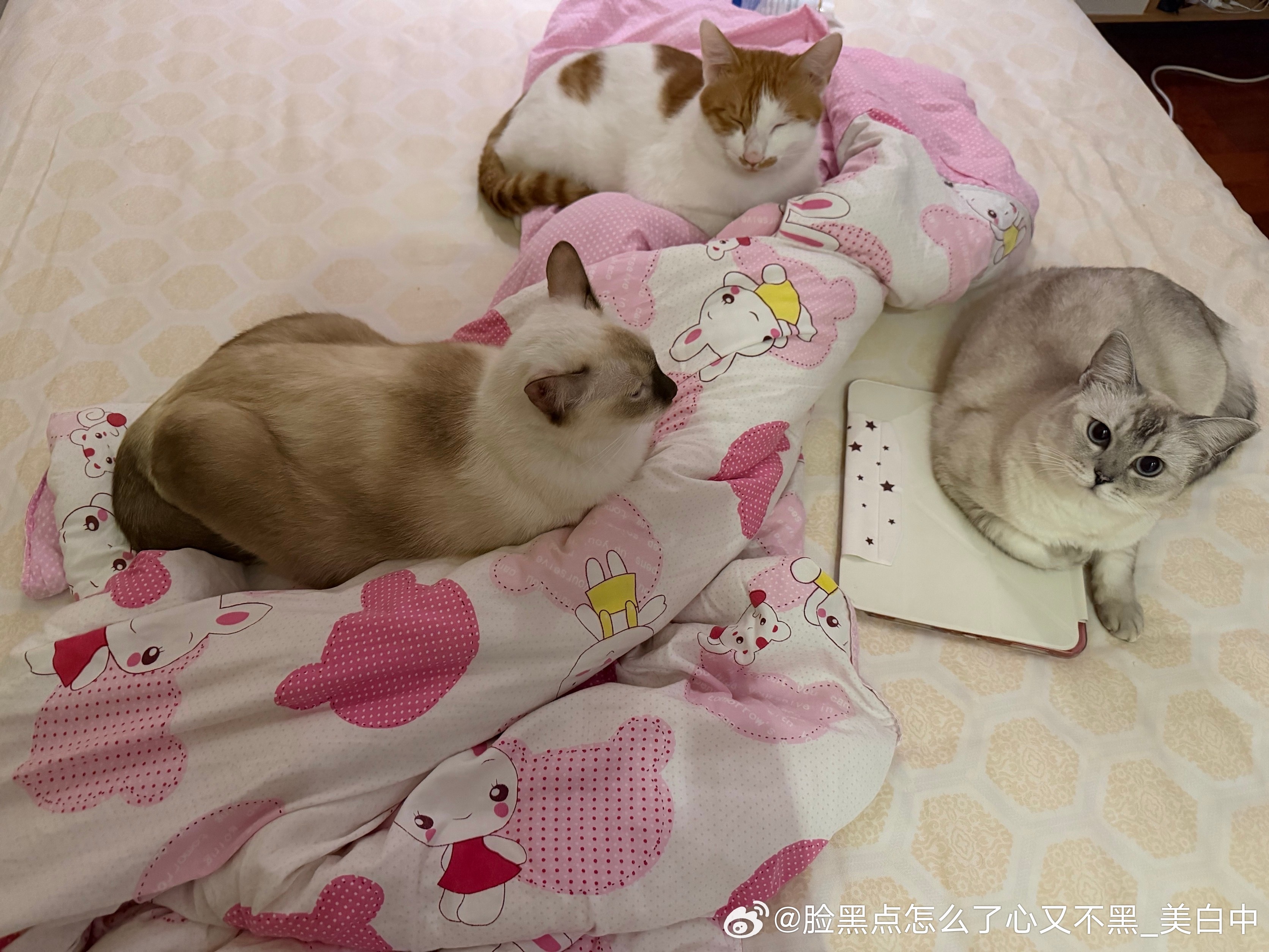 晚安逼罗 ​​​