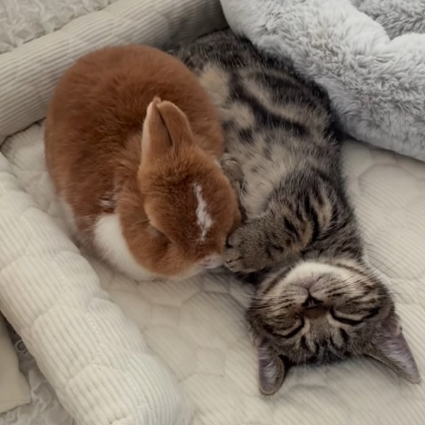 有点娇猫慧兔 ​​​