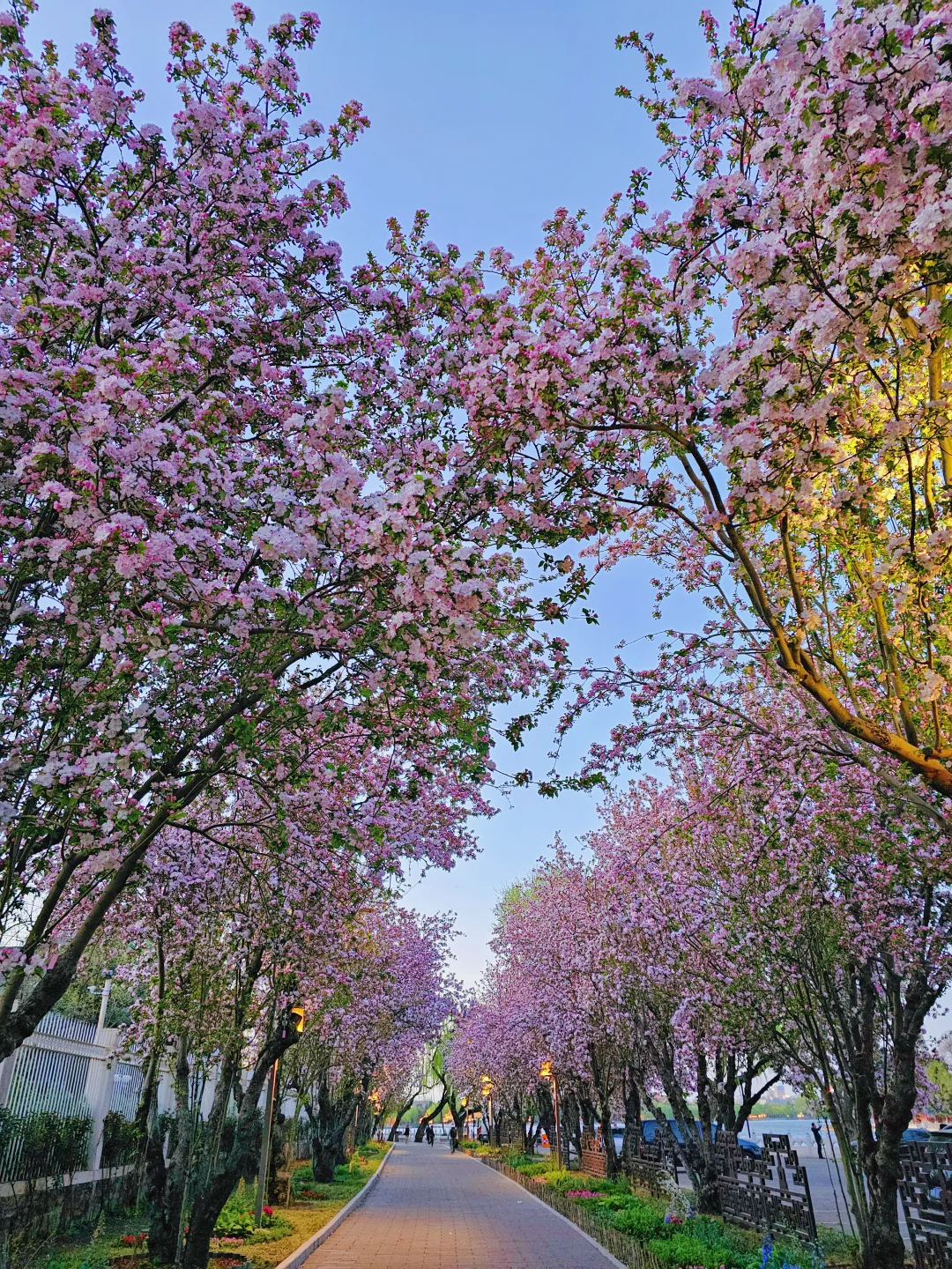 4.3实拍北海公园海棠花🌸明天一定要冲这里