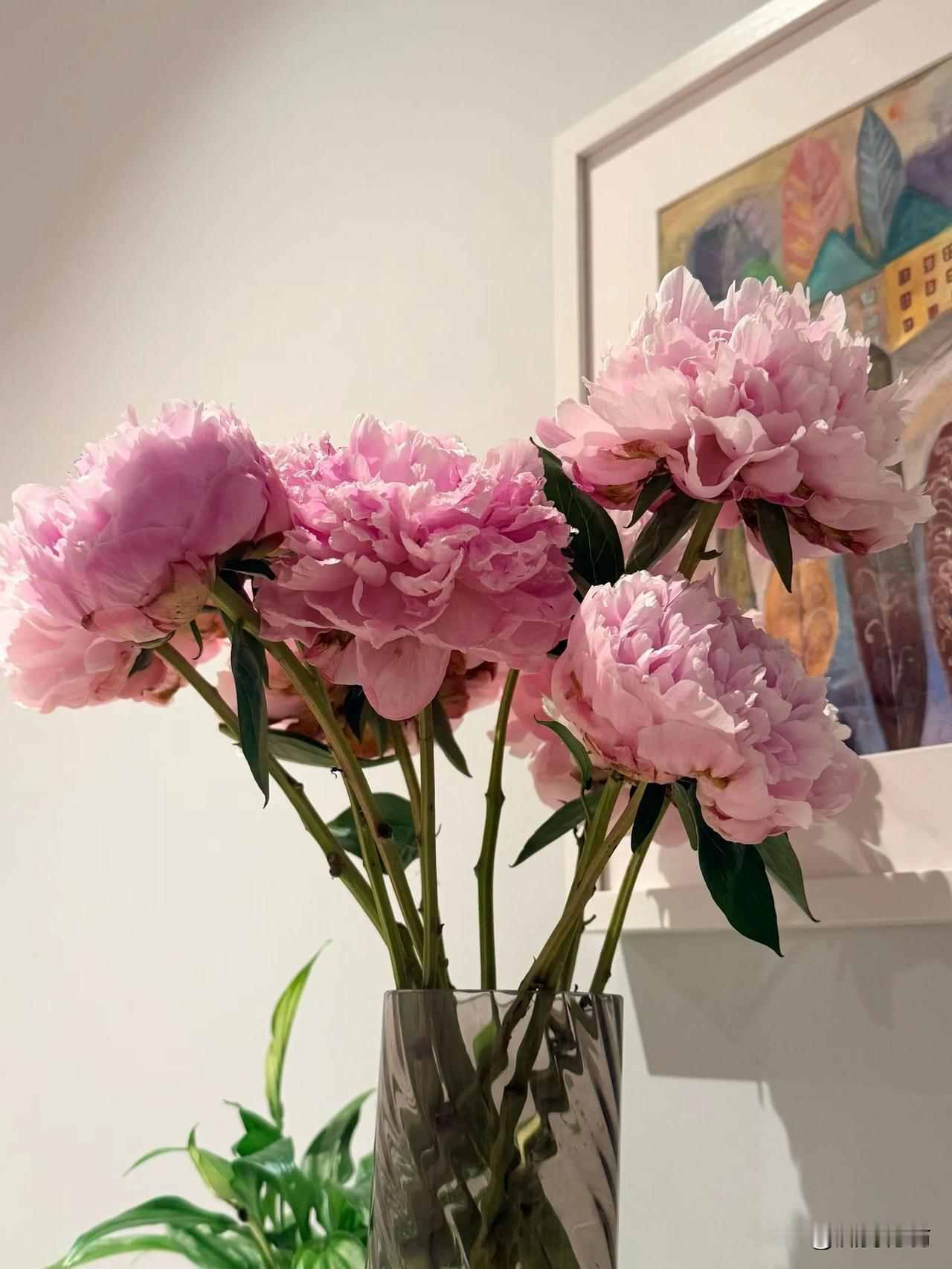我们国家已经进入盛夏，而我孙女在波兰插的芍药花才艳丽绽放！
