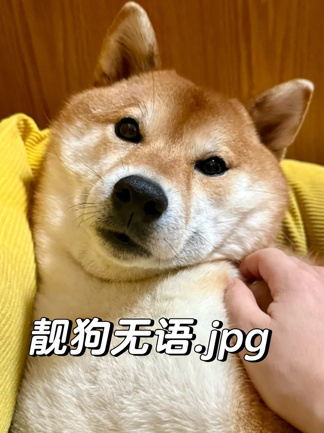 我每天都会和小狗说晚安