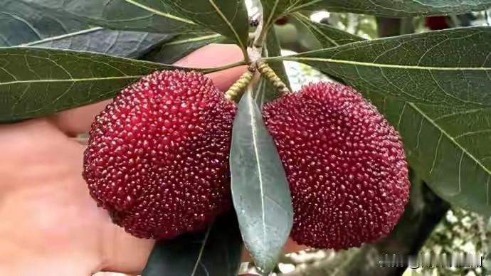 当地做法太暖心！每家每户都签了质量安全承诺书。果农们主动出示检测报告，用物理气调