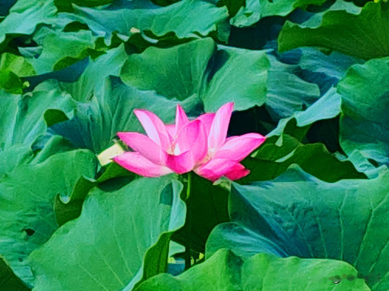 碧叶衬芳荷，盛夏景如画