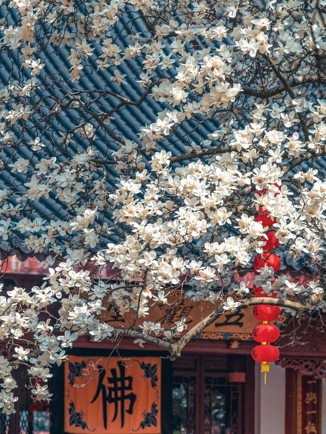 朱红的灯笼垂在枝头，与莹白的花影相映，撞出一抹鲜活的年味。檐下“佛”字安然伫立，