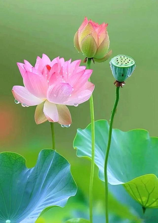 荷塘雨过送薰风，出水芙蓉映日红～寻美河南