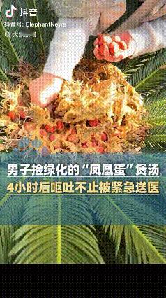 “凤凰蛋煲汤”

近日，浙江东阳一名男子在小区的绿化带看到了一棵树上长的很多小小